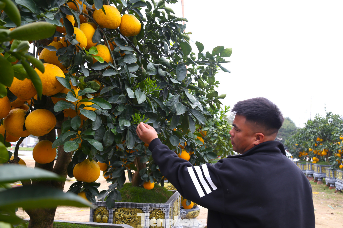 Anh Đức Ngọc, một tiểu thương kinh doanh cây cảnh Tết ở TP Vinh thở dài: “Chưa năm nào việc kinh doanh cây cảnh Tết lại thua lỗ nặng như năm nay. Đến ngày 29 Tết, chúng tôi chỉ bán được hơn 30% số lượng cây, ước tính lỗ tiền tỷ. Từ ngày mùng 2 Tết, tôi đã bắt đầu liên hệ với các nhà vườn, đặt vấn đề thanh lý số cây còn lại để vớt vát lại chút vốn và trả lại mặt bằng nhưng vẫn khó bán”.
