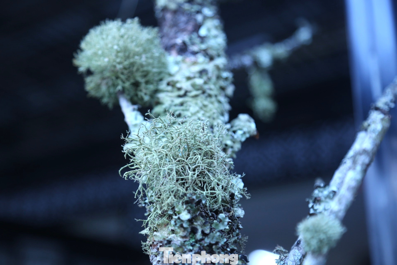 Ngoài thế đẹp, rêu mốc càng nhiều thì cành đào càng đặc biệt và có giá trị