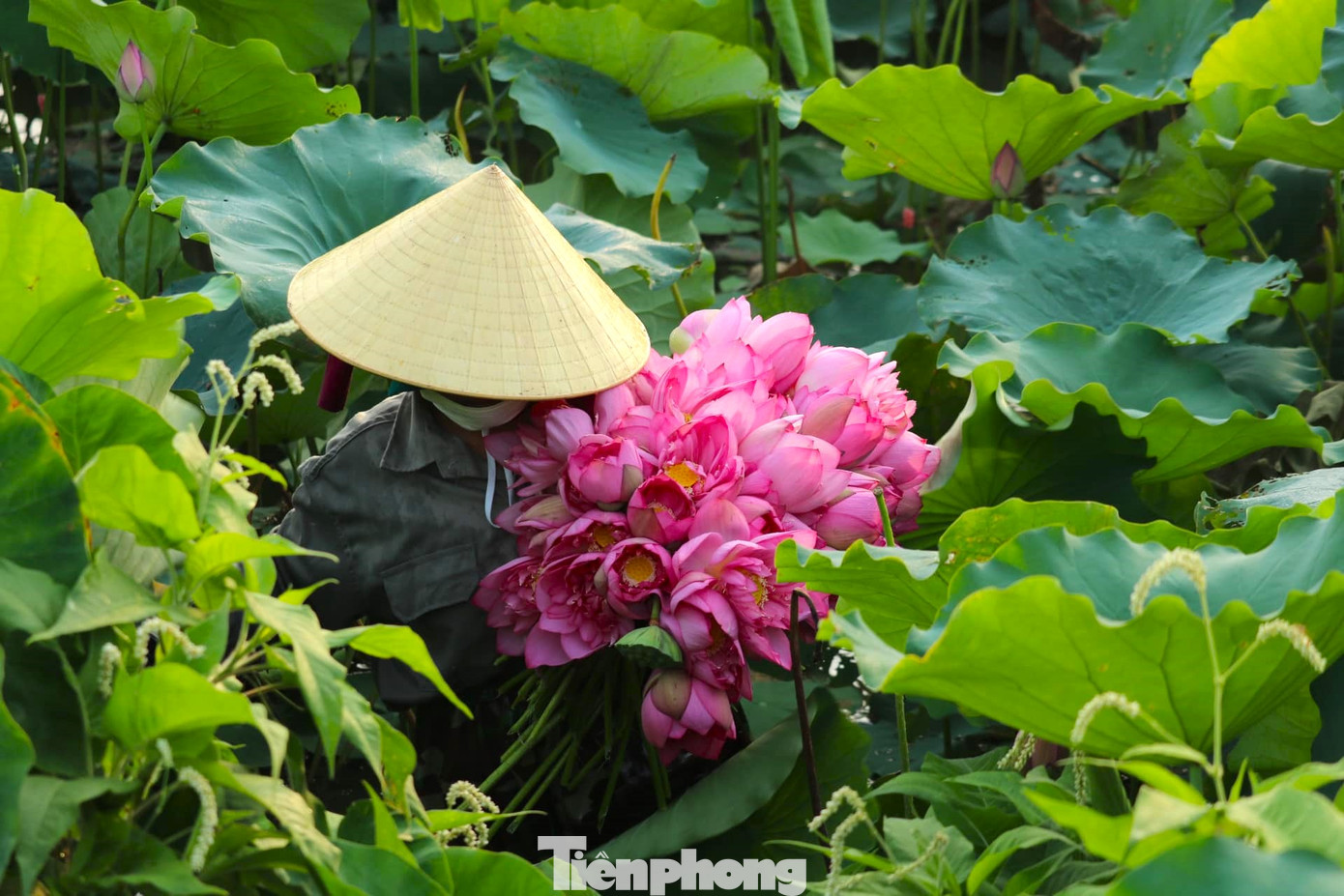 Sen sau khi thu hoạch được phân loại, những bông hoa đẹp nhất, còn tươi sẽ được gói bằng lá sen bán cho du khách. Số còn lại được bán lại cho hợp tác xã Sen quê Bác để sản xuất các sản phẩm từ sen.