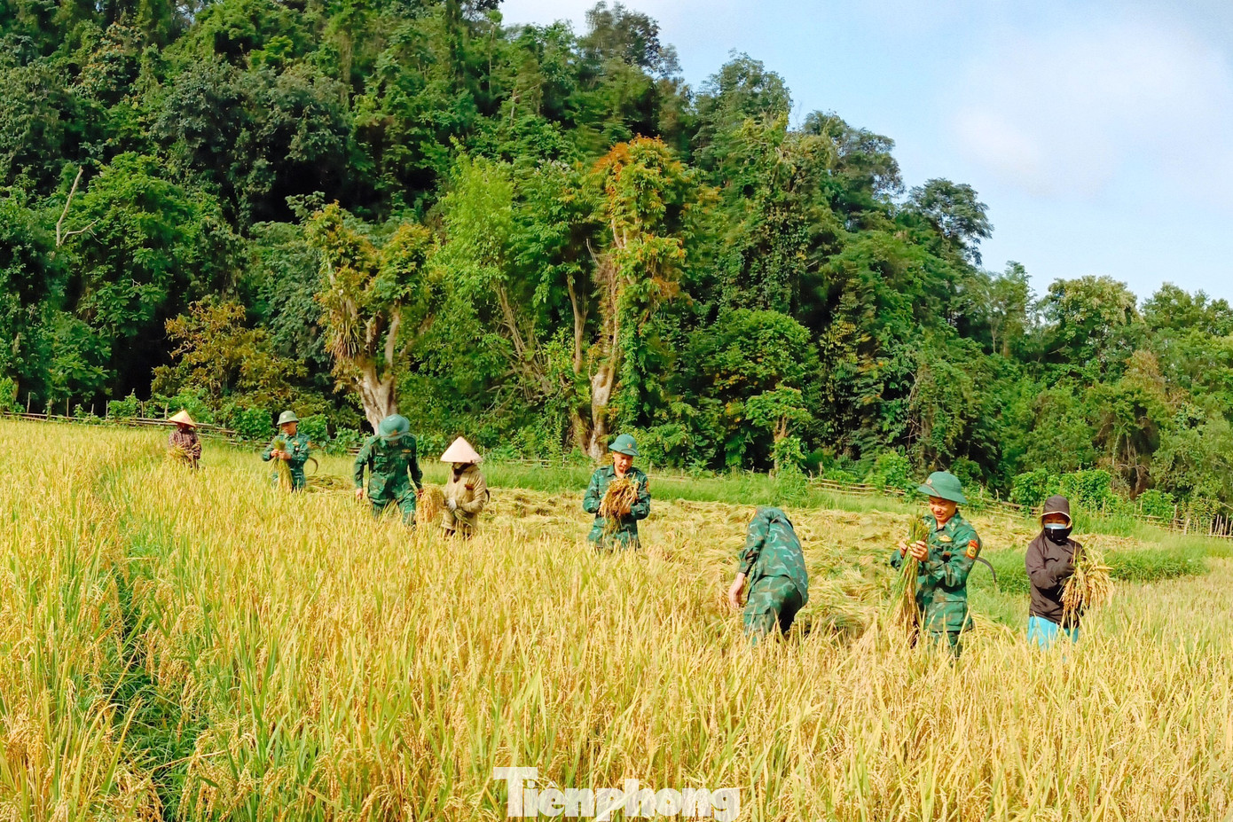 Hình ảnh những cán bộ, chiến sĩ Biên phòng trên cánh đồng lúa tô thắm thêm vẻ đẹp của Anh Bộ đội Cụ Hồ, sắt son tình quân dân.