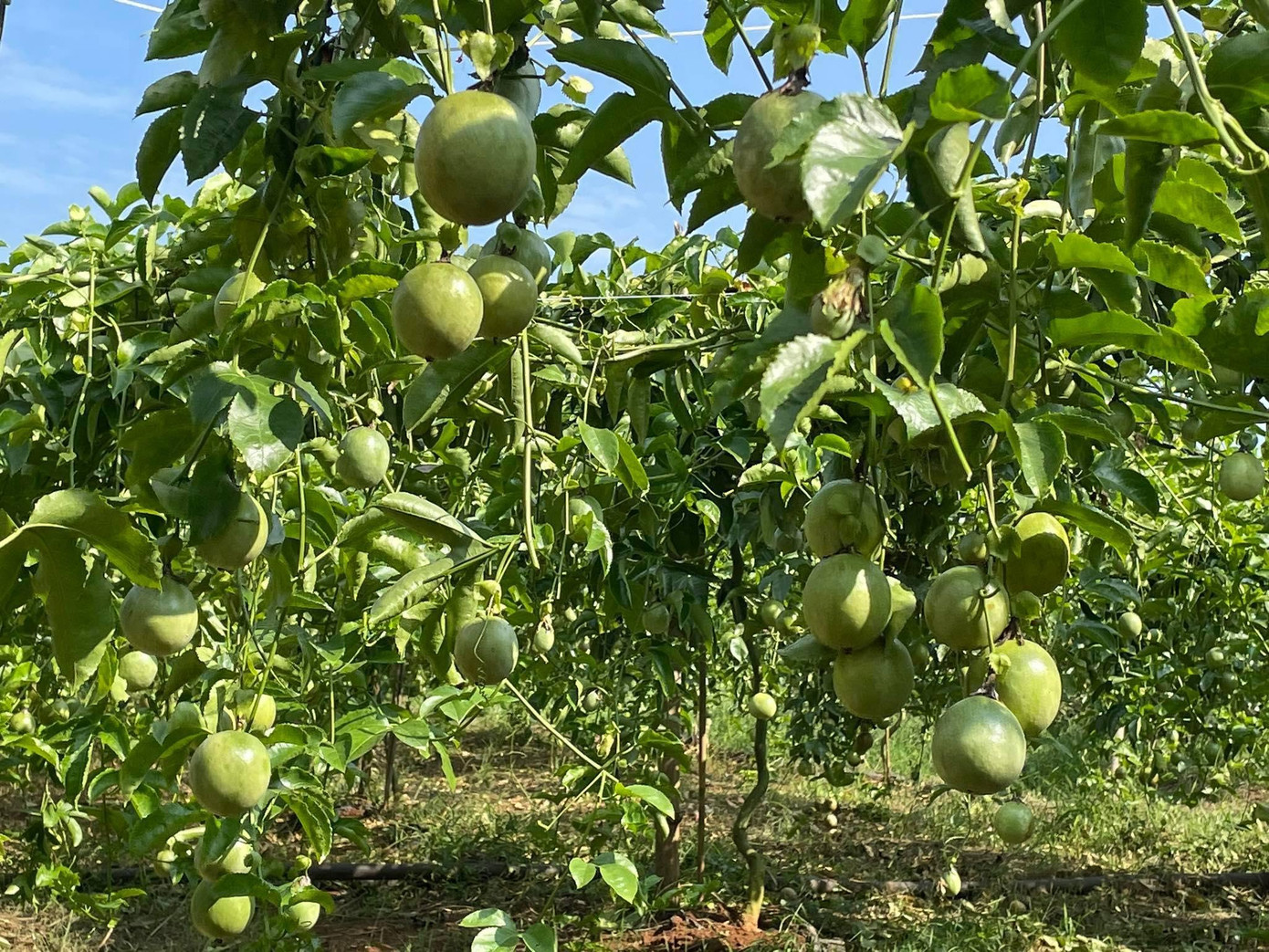 Sau 5 tháng xuống giống, cây chanh leo phát triển tốt, phù hợp với điều kiện tự nhiên của xã nghèo Nghĩa Phú.