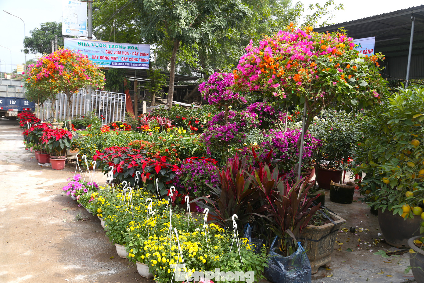 Thời điểm này, các nhà vườn ở làng hoa cây cảnh Kim Phúc (xã Nghi Ân, TP Vinh, Nghệ An) nhập về lượng lớn hoa, cây cảnh phục vụ thị trường Tết. Trong đó, nổi bật là những chậu hoa giấy với đủ kích thước, màu sắc, chủng loại.