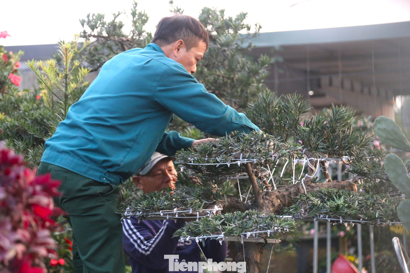 Theo anh Việt, sau khi đã định hình kiểu dáng, người thợ cắt bỏ những nhánh thừa, sau đó dùng dây nhôm cuộn xoắn theo những cành, nhánh để uốn định hình theo thế cây đã lựa chọn. Tuỳ thuộc vào loại cây là sanh, si, tùng la hán… mà người thợ lựa chọn kiểu dáng long, phượng, thác đổ hay lưỡng long chầu nguyệt… cho phù hợp.