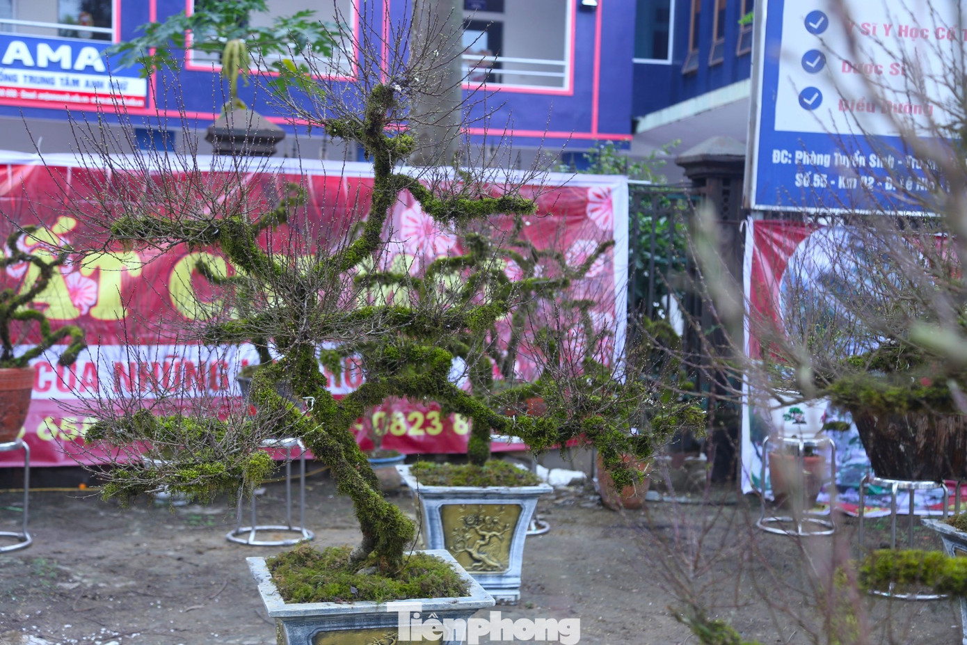 Anh Toản cho biết, cây nhất chi mai trên có dáng thác đổ, hoa nhiều, gần 10 năm tuổi, được bán với giá 22 triệu đồng.