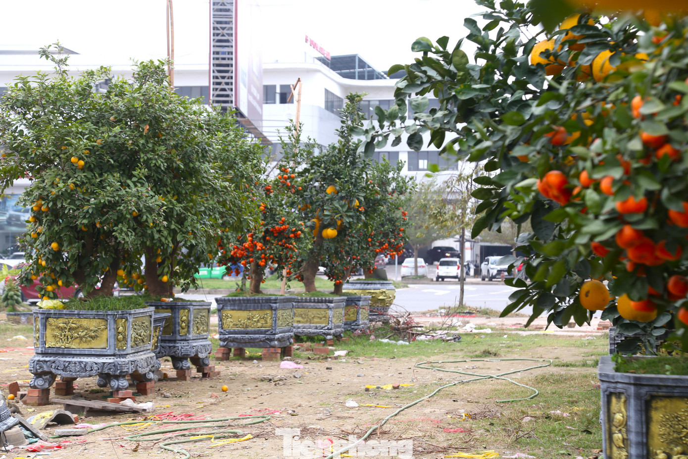 Bưởi, quýt “siêu quả”, chanh tứ quý nằm dài bên lề đường 72m, TP Vinh. Do không thể bán hết cây cảnh trong Tết, nhiều tiểu thương đang tích cực liên hệ với các nhà vườn để thanh lý cây cảnh sau Tết với mức giá chạm đáy, vớt vát số vốn còn lại.