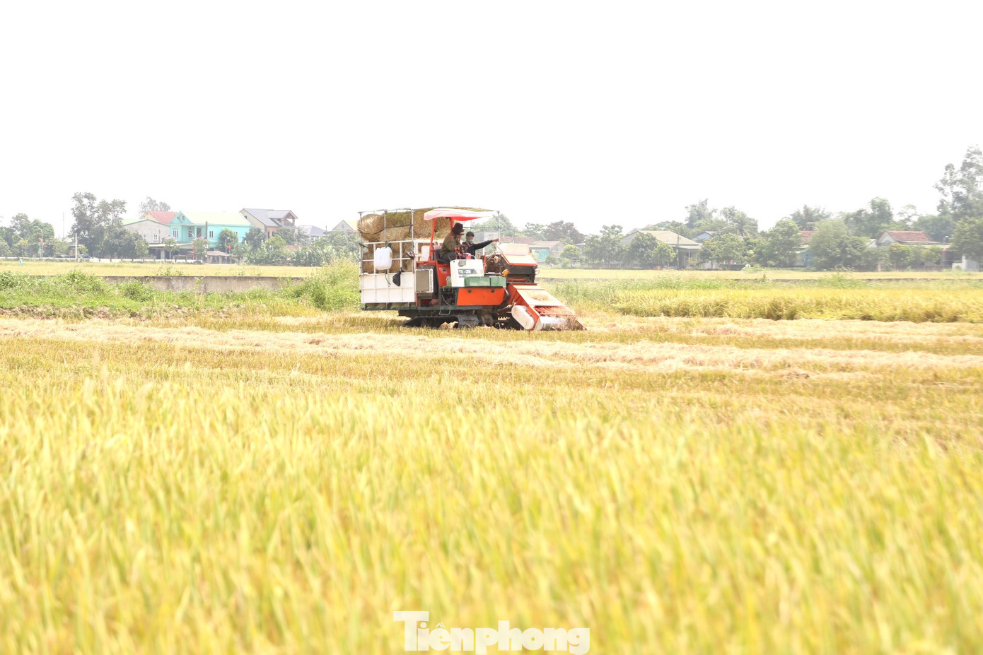 “Hiện tôi có 4 máy cuộn rơm, 22 nhân công thu gom rơm trên các cánh đồng. Những cuộn rơm được bán ra thị trường với giá 40.000 đồng/cuộn. Sau khi thu gom, những cuộn rơm sẽ được phân phối ở các tỉnh phía Bắc. Những năm gần đây, nhiều doanh nghiệp chăn nuôi gia súc quy mô lớn có nhu cầu rơm làm thức ăn rất lớn. Thế nên chỉ sợ không có sức mà thu gom, chứ không lo ế", anh Văn Anh chia sẻ.