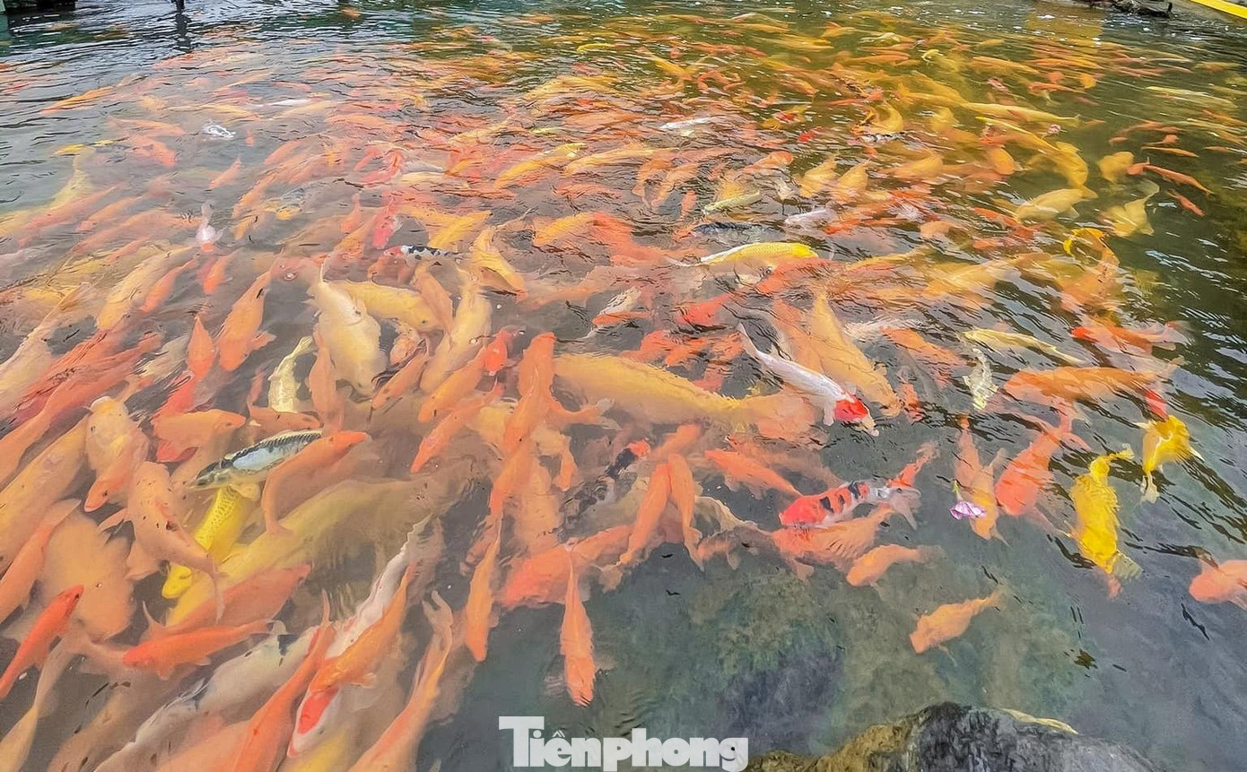 Anh Phạm Thế Vinh (chủ trang trại) chia sẻ: “Trước đây gia đình tôi chỉ nuôi số lượng cá nhỏ để thỏa mãn đam mê. Nhưng thật bất ngờ, nơi đây lại được mọi người quan tâm và đón nhận, nhất là các bạn trẻ. Từ đó tôi đã mạnh dạn mua thêm và hiện đàn cá vàng dưới khe có hàng chục nghìn con”.