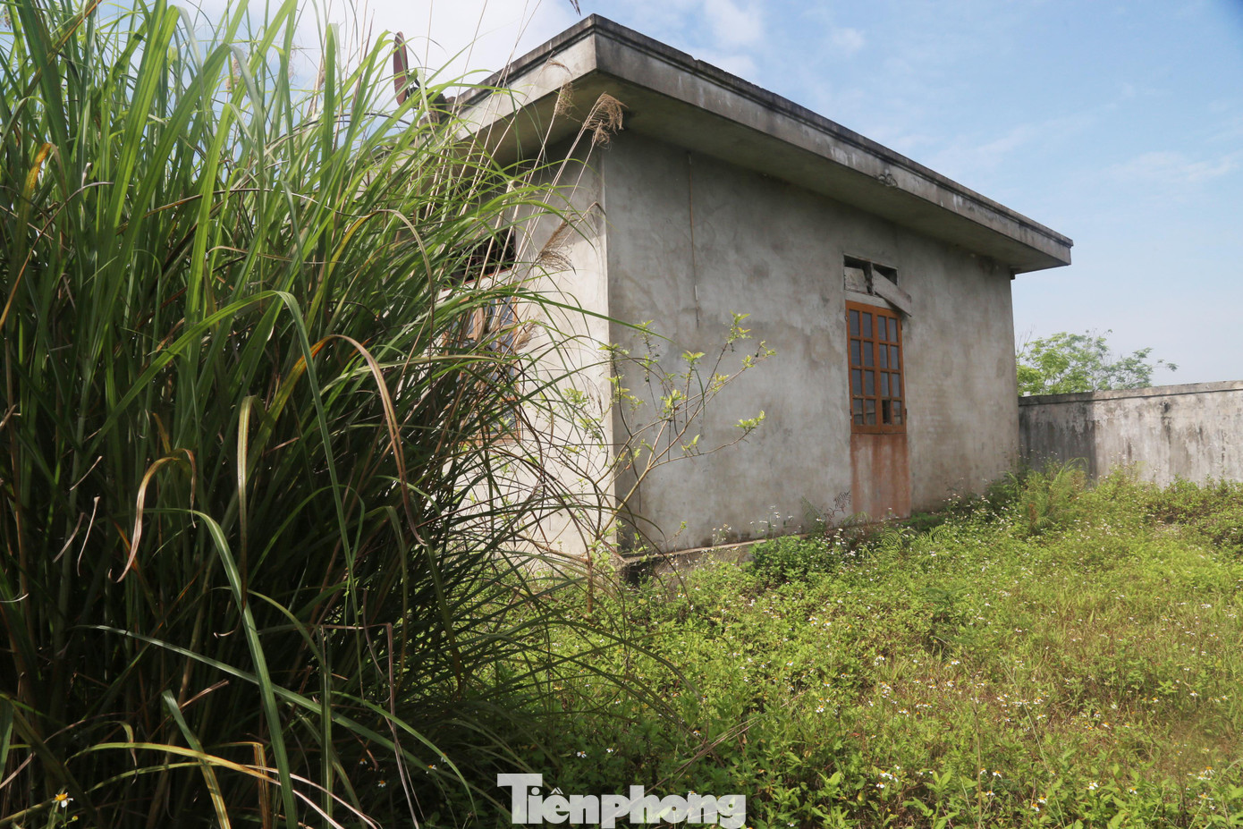 Cỏ dại mọc cao gần bằng tòa nhà điều hành