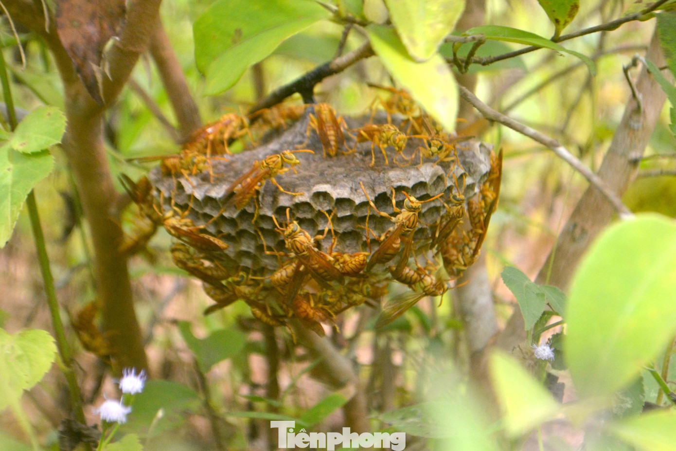 Trung bình mỗi ngày, anh Hiệp săn được 30 – 50 tổ ong vàng. Trung bình mỗi ngày, anh Hiệp săn được 30 – 50 tổ ong vàng.