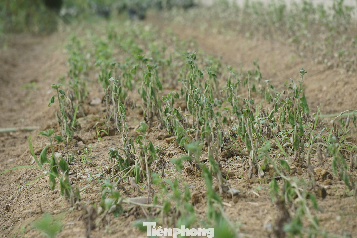 Ngồi thẫn thờ bên những luống hoa đã héo úa, ông Thái Phi Dũng (trú xóm Trung Liên, xã Nghi Liên, thành phố Vinh, Nghệ An) chia sẻ, đợt mưa lớn ít ngày trước khiến vườn hoa Tết của gia đình bị ngập sâu, ngâm nước suốt 2 ngày liền. Nước lũ rút, nắng lên khiến những luống hoa cúc đang xanh mơn mởn dần héo quắt lại và rũ xuống.