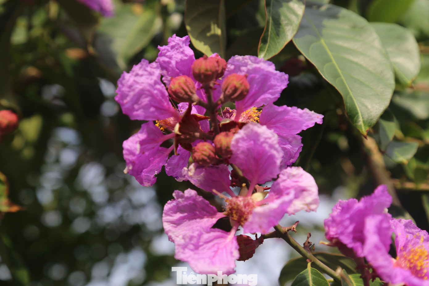 Những nụ bằng lăng còn 'e ấp'.