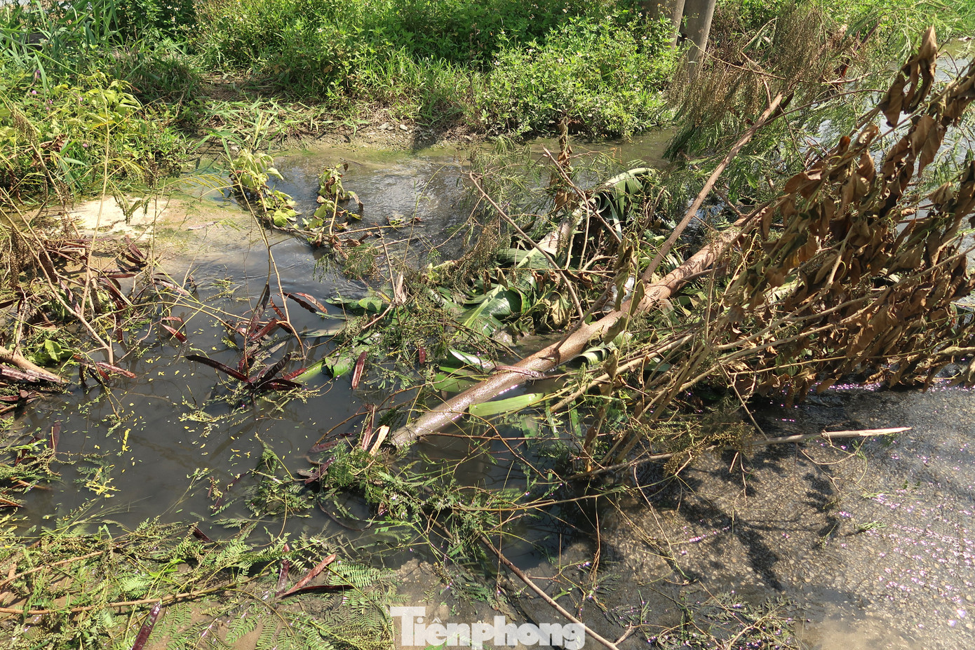 Dòng nước đen ngòm, bốc mùi hôi thối