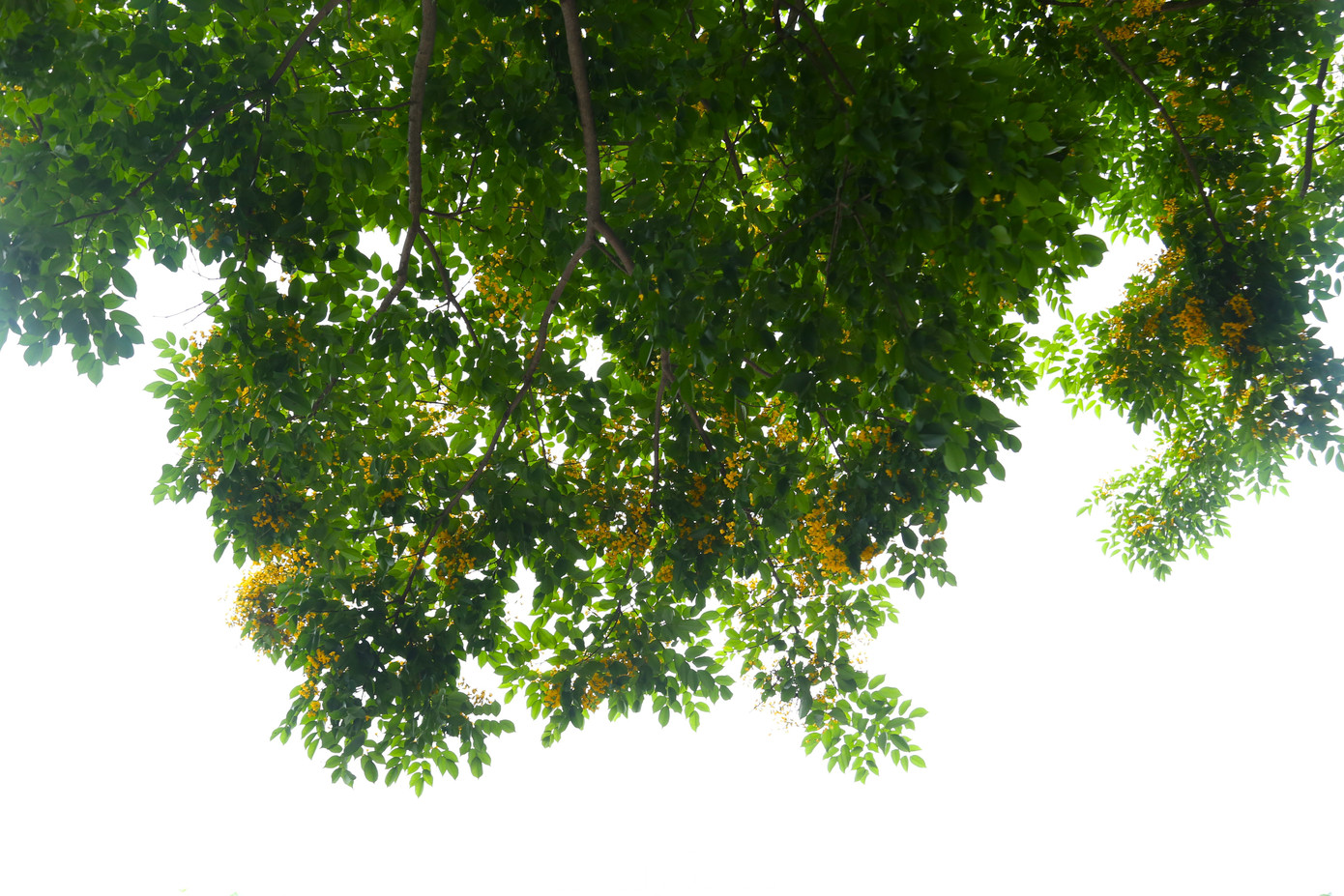 Hoa giáng hương nở thành chùm, li ti đan xen trong kẽ lá, hương thơm nhẹ nhàng lan tỏa.