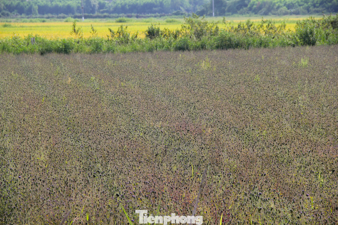 Những ngày này, người dân vùng phía bắc huyện Yên Thành (Nghệ An) đang tất bật vào mùa thu hoạch cây nhân trần. Đặc tính của cây nhân trần là dễ trồng, dễ chăm sóc, chịu được hạn, đầu tư ít nhưng đạt năng suất cao, thị trường ưa chuộng.