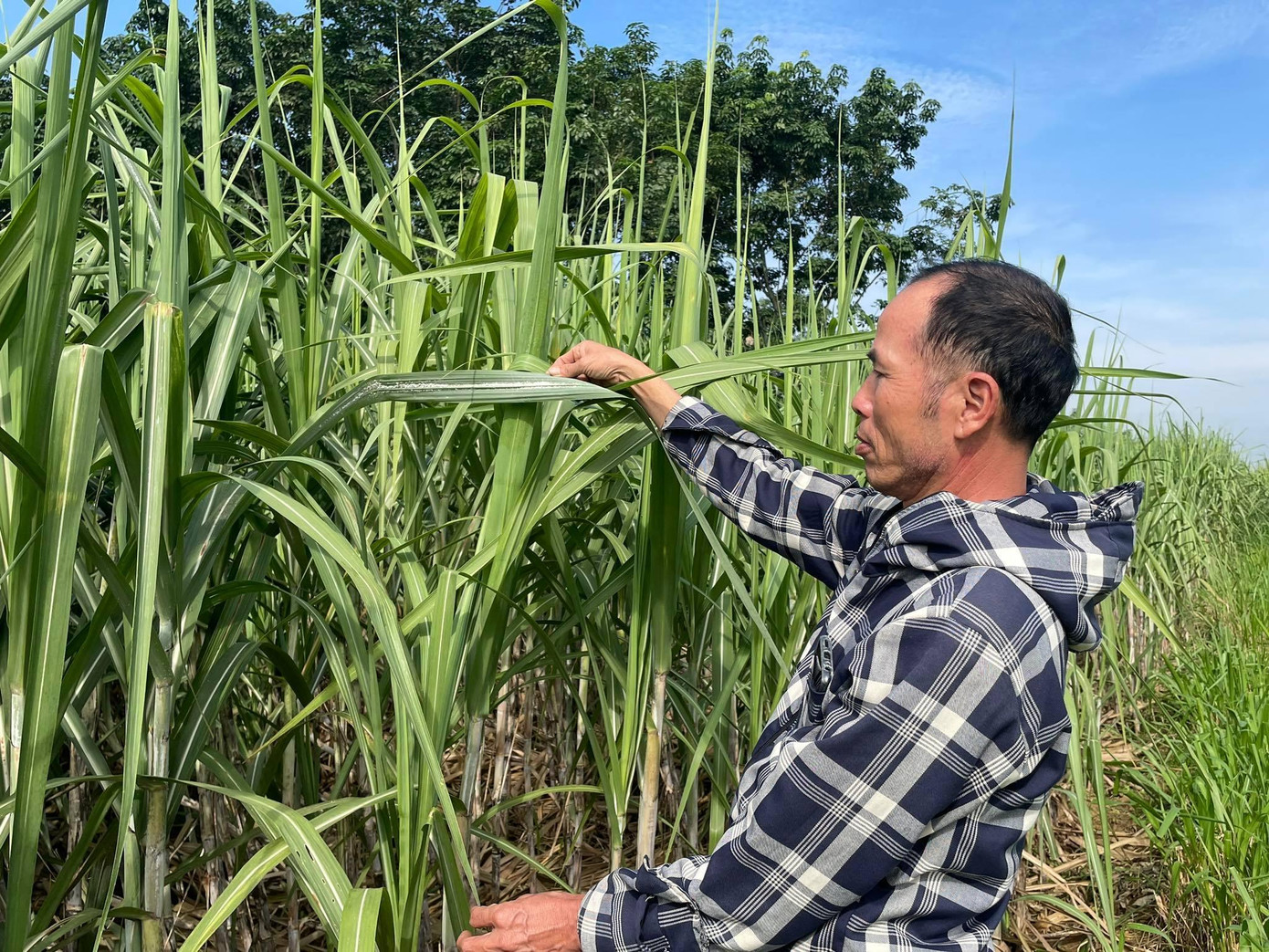 Thời tiết mưa nắng thất thường, độ ẩm cao là điều kiện cho bệnh rệp xơ bông trắng hại mía. Thời tiết mưa nắng thất thường, độ ẩm cao là điều kiện cho bệnh rệp xơ bông trắng hại mía.