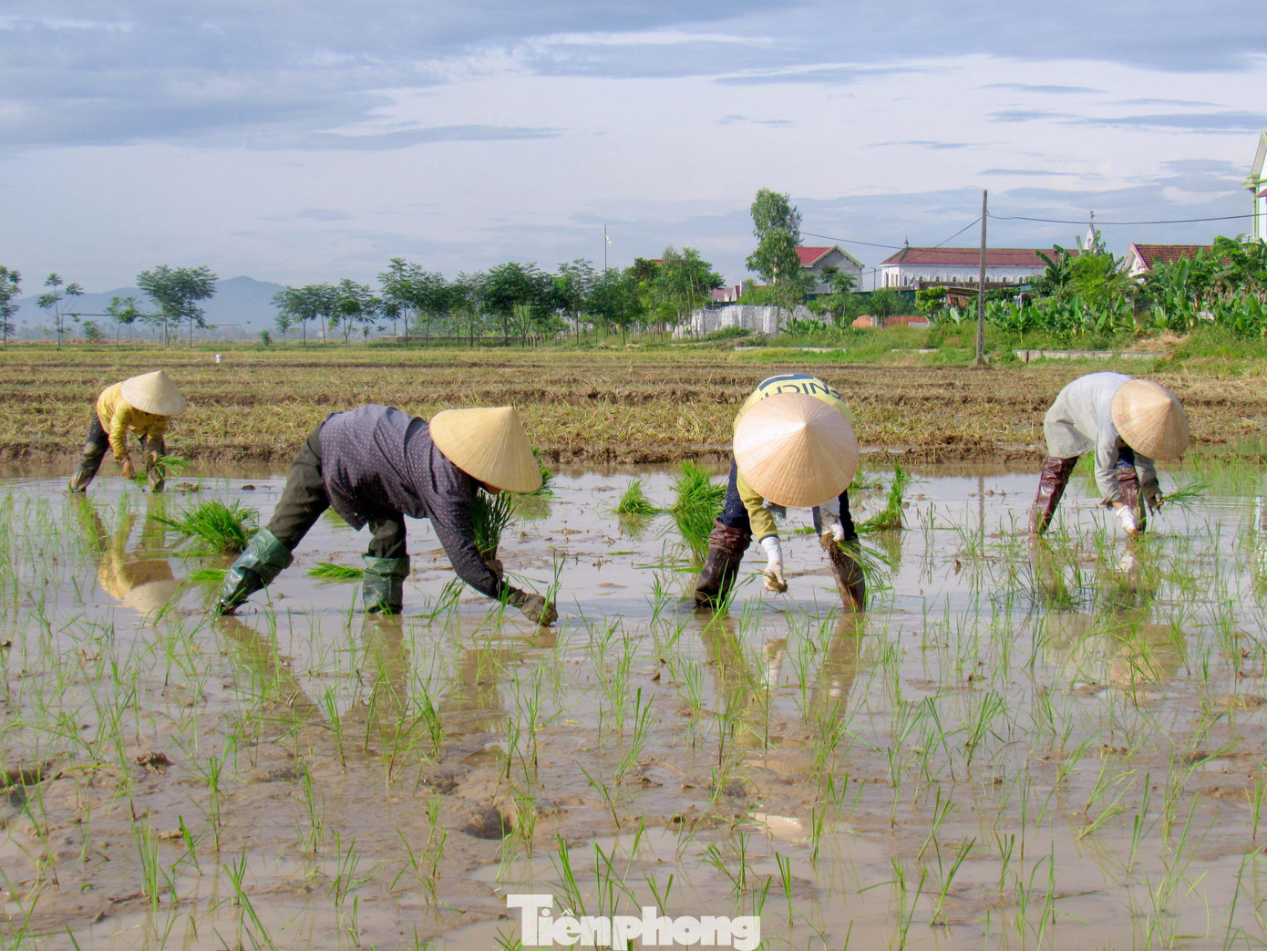 Bà Nguyễn Thị Hà (xã Thanh Yên, huyện Thanh Chương) chia sẻ: “Những năm trước, gia đình thường cấy trước Tết nhưng năm nay do nước về muộn, bắc mạ muộn hơn nên cấy muộn hơn. Vụ Xuân này, gia đình có 5 sào ruộng”.