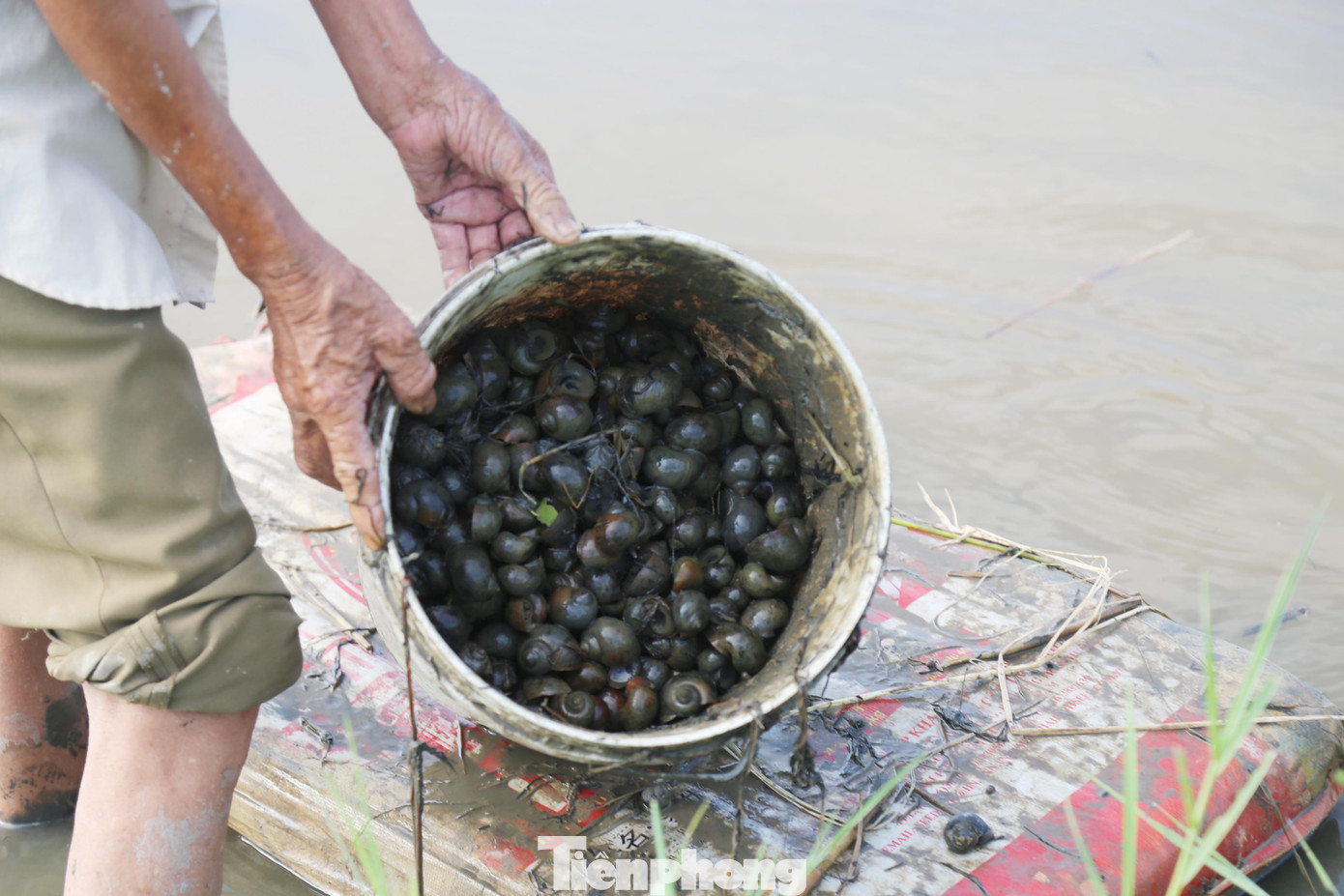 Một buổi sáng, ông Hàn bắt được 20kg ốc bươu vàng