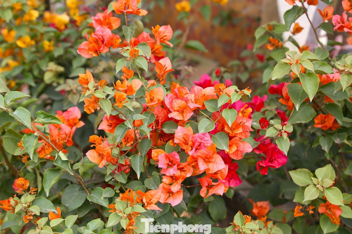 Với ưu thế về màu sắc, hoa nở nhiều, lâu tàn, dễ chăm sóc và có thể chơi lâu dài nên rất nhiều người lựa chọn mua những chậu hoa giấy về chưng Tết.