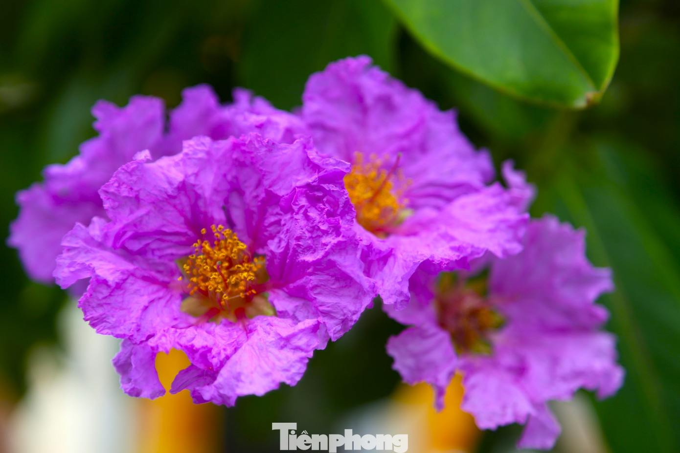 Mỗi bông hoa khi nở xòe rộng và có 6 cánh mỏng.