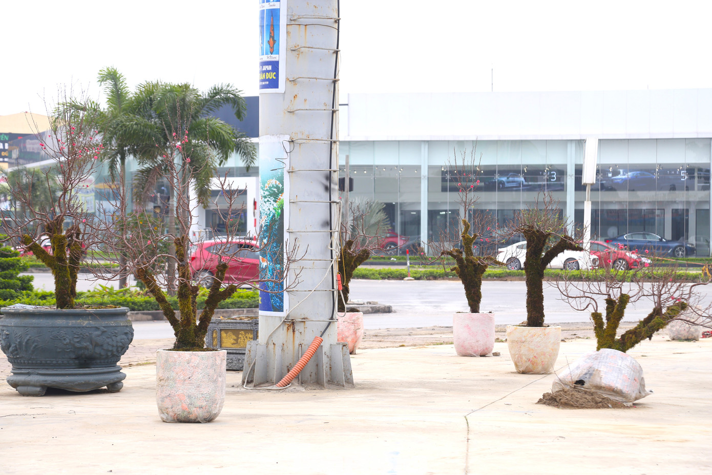 Tết đã qua, nhưng dọc vỉa hè đoạn ngã tư sân bay Vinh vẫn còn hơn chục gốc đào cuốn rêu.