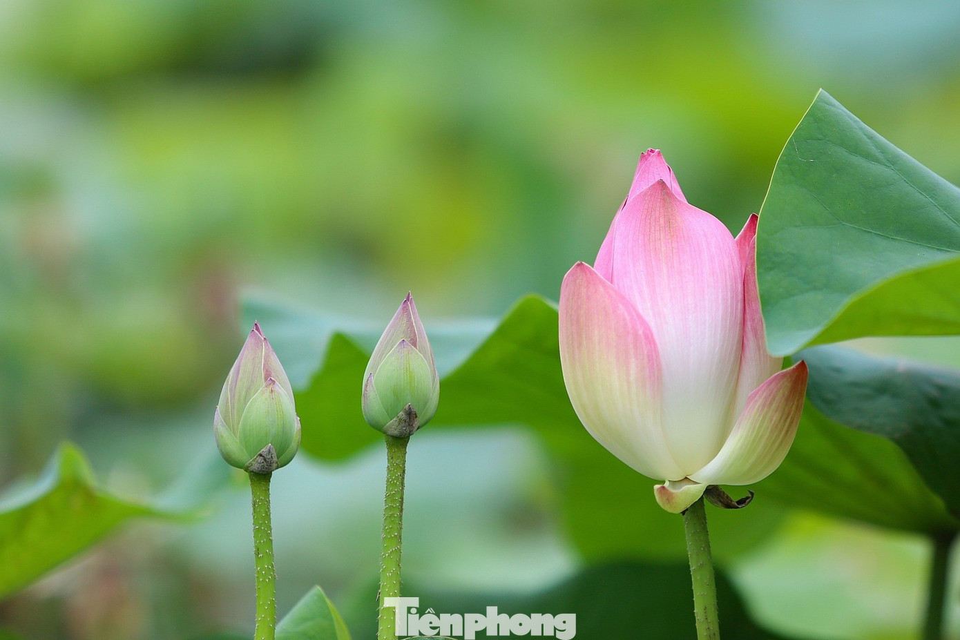 Ngoài giống sen thuần chủng vốn có từ lâu đời ở Kim Liên, hiện hợp tác xã Sen quê Bác đã đưa nhiều giống sen tốt ở các địa phương khác về trồng, tạo sự đa dạng của các loại sen trên quê Bác.