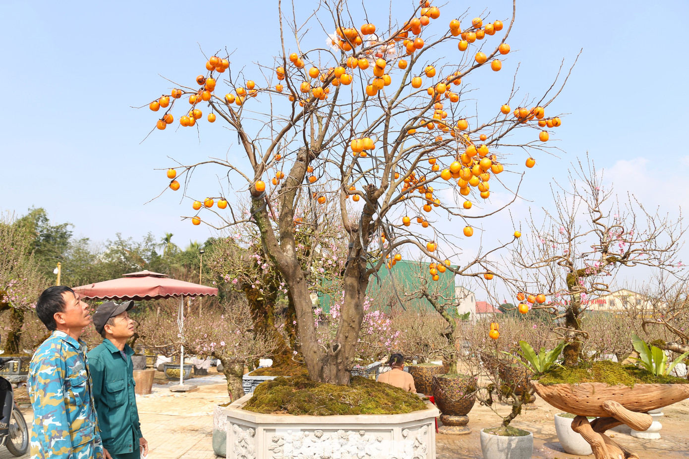 Cây hồng cổ này được anh Thắng bán với giá 65 triệu đồng. Cây hồng cổ này được anh Thắng bán với giá 65 triệu đồng.