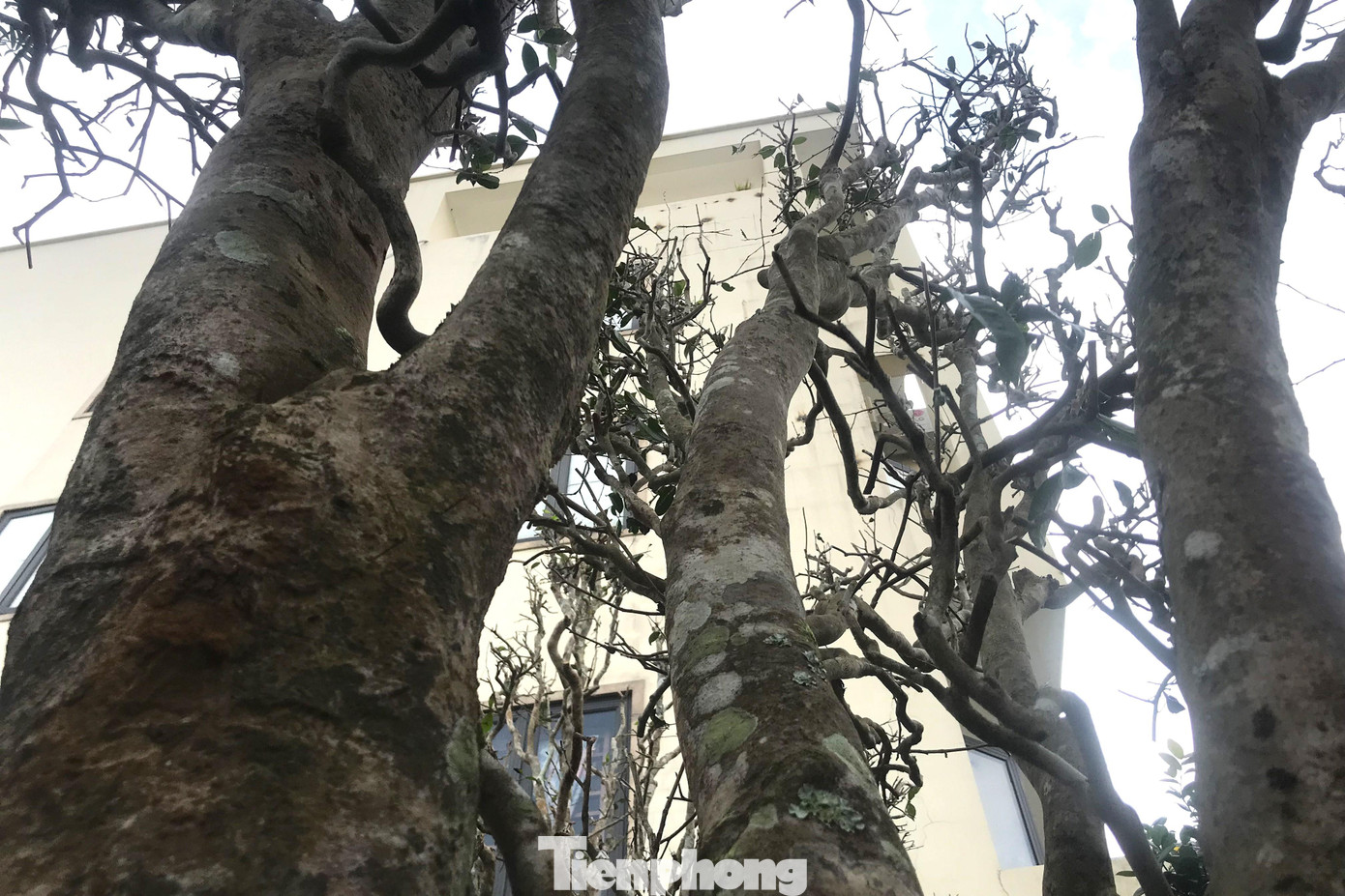 Một chủ một nhà vườn ở xã Nghi Ân, TP Vinh chia sẻ, hầu hết những gốc chè tại đây đều đã có tuổi đời hàng chục năm, thậm chí cả trăm năm. Cây chè cổ thụ khá phù hợp với thời tiết, khí hậu ở Nghệ An. Nhiều khách rất thích vì vừa trồng để làm cây cảnh, vừa hái lá để uống nước rất ngon.