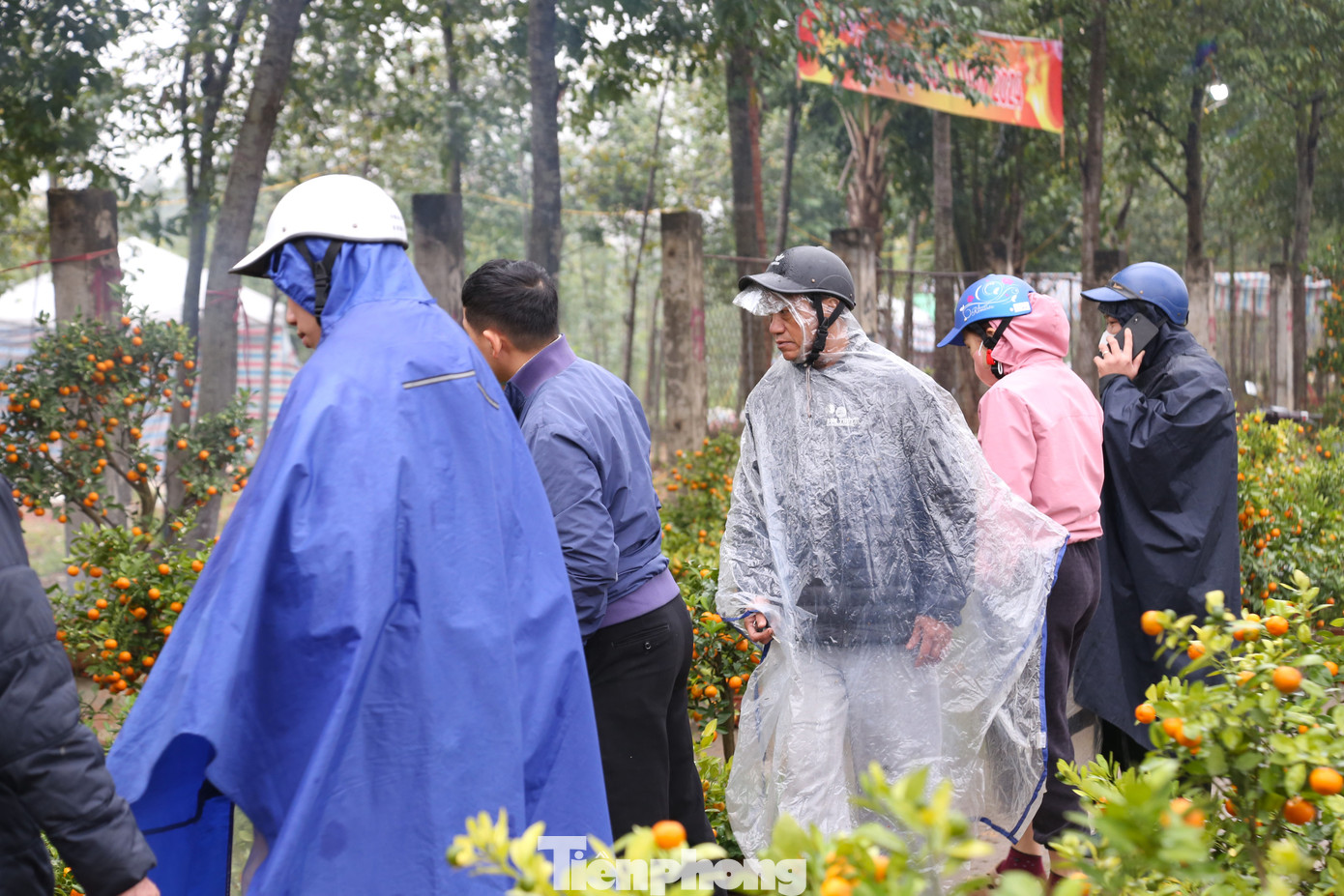 Người dân “đội mưa” chọn mua quất.