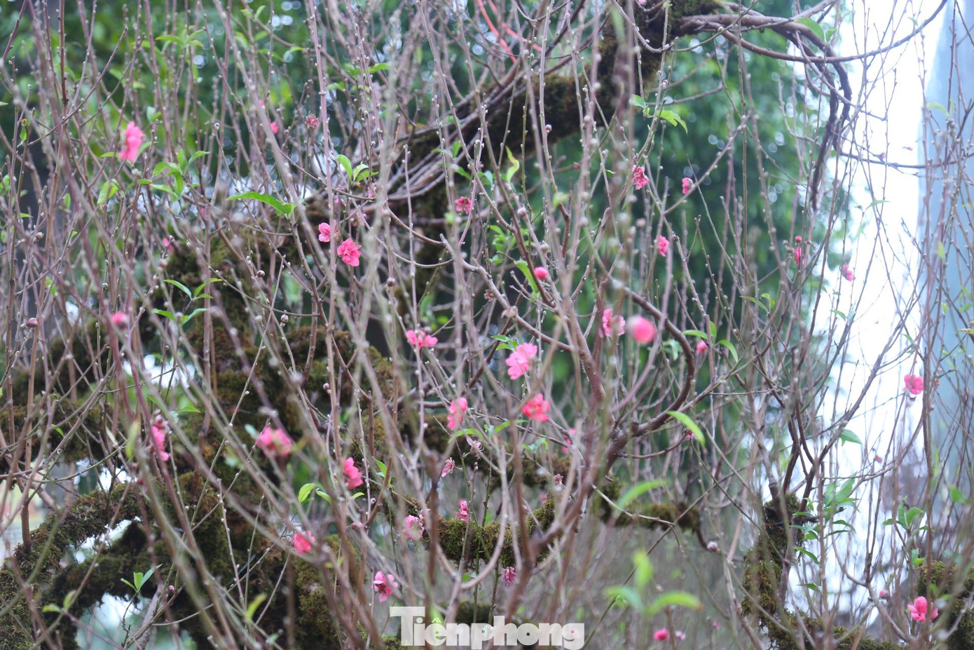 Cây đào có nhiều nụ, nhiều lộc