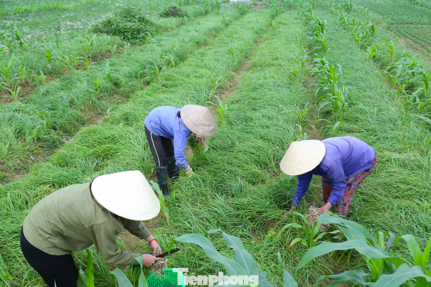 Với năng suất trung bình hơn 4 tạ/sào, cho thu nhập hàng chục triệu đồng, người trồng hành tăm ở Nghi Thuận phấn khởi thu hoạch. Với năng suất trung bình hơn 4 tạ/sào, cho thu nhập hàng chục triệu đồng, người trồng hành tăm ở Nghi Thuận phấn khởi thu hoạch.
