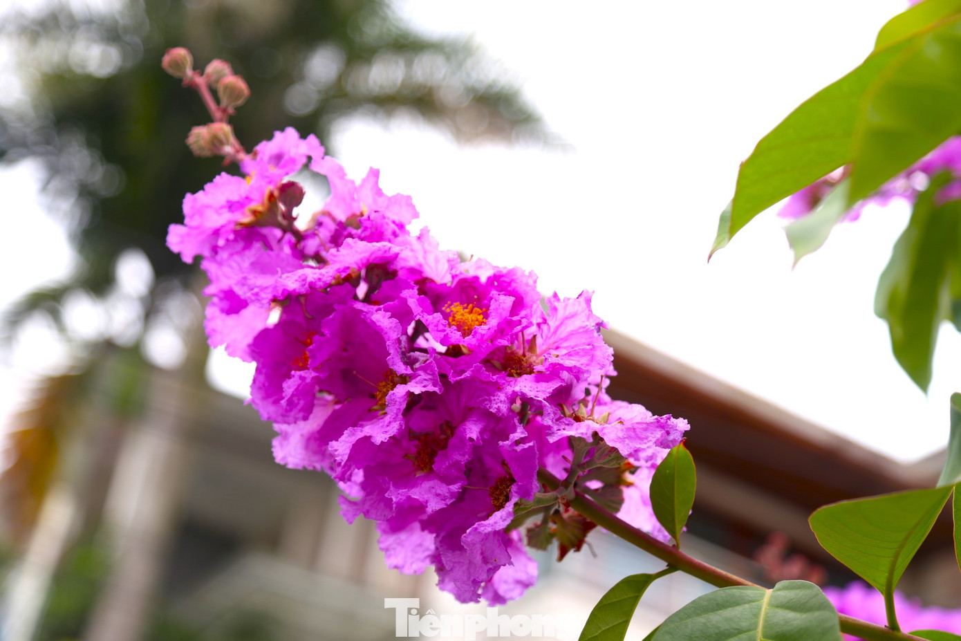 Hoa nở thành chùm ở đầu mỗi cành, tạo nên một dải hoa tím có chiều dài từ 20-30cm.