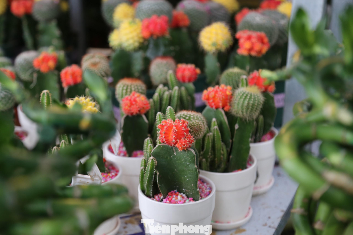 Chậu cây xương rồng bé xinh