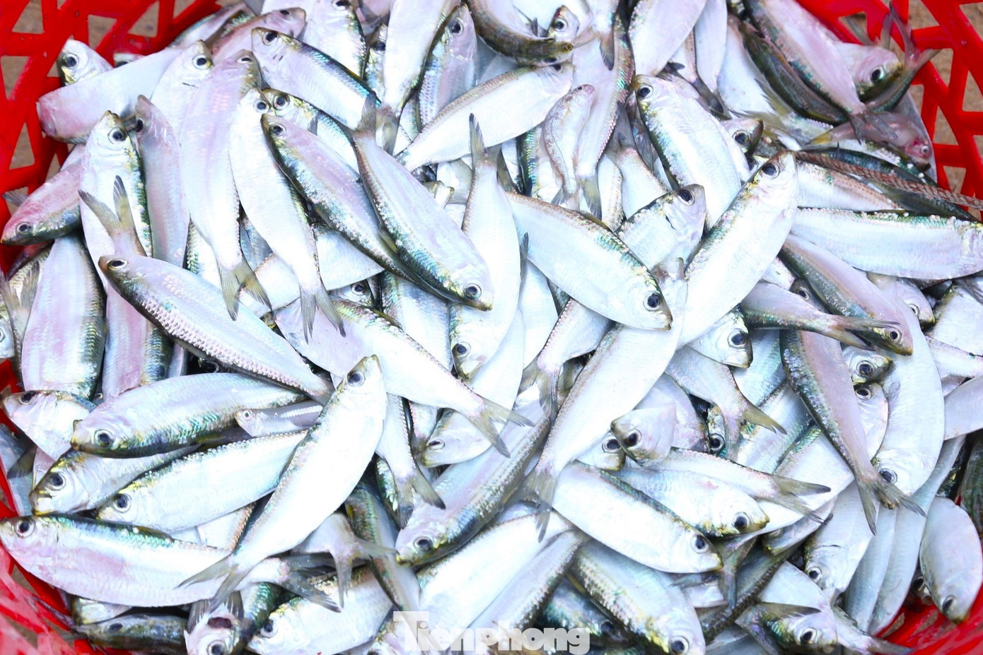 Cá trích được đánh bắt trong đêm nên rất tươi.