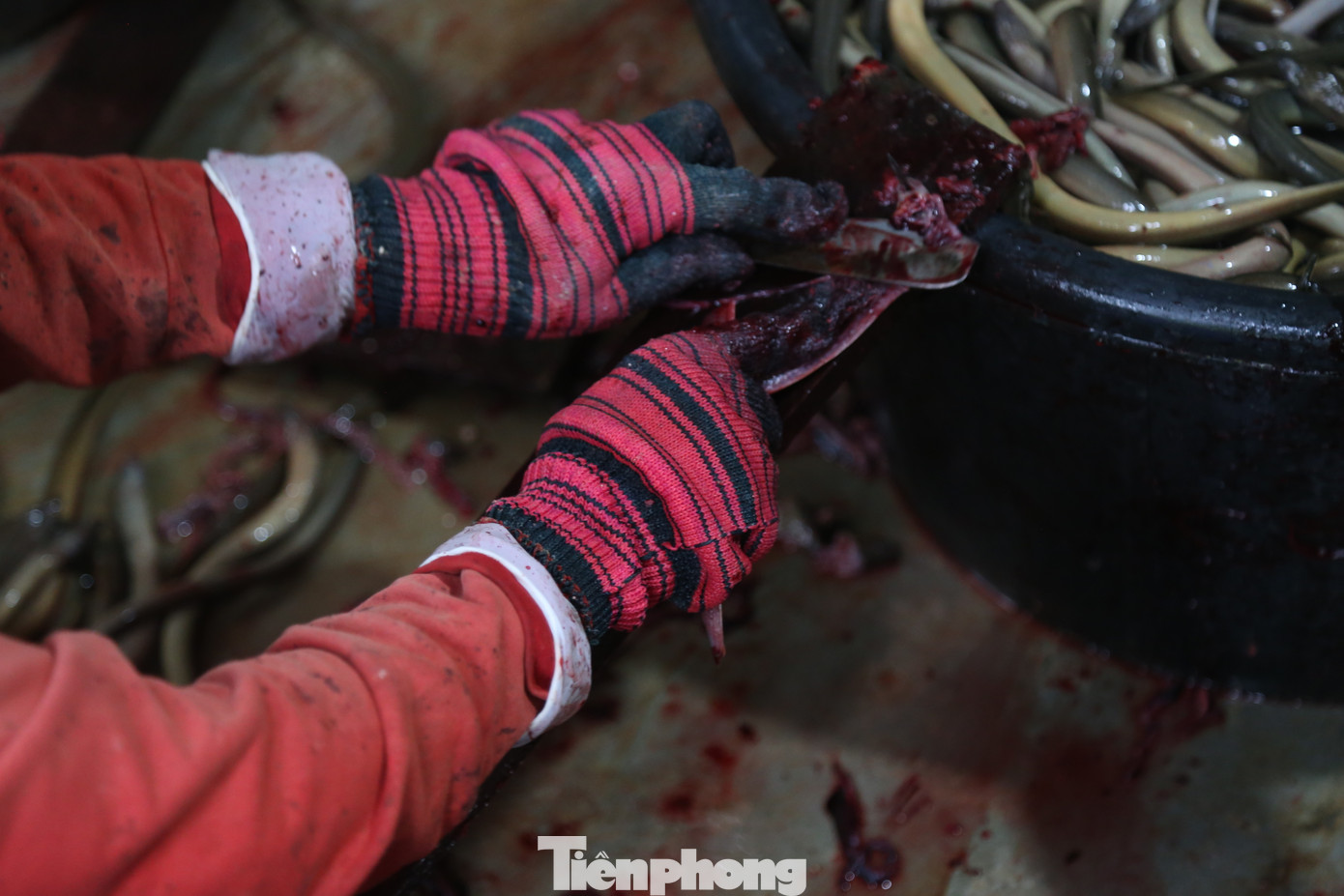 Sơ chế lươn không đòi hỏi phức tạp lắm, nhưng phải tuân thủ đúng quy trình kỹ thuật thì lươn mới đảm bảo chất lượng và có giá trị dinh dưỡng. Sơ chế lươn không đòi hỏi phức tạp lắm, nhưng phải tuân thủ đúng quy trình kỹ thuật thì lươn mới đảm bảo chất lượng và có giá trị dinh dưỡng.