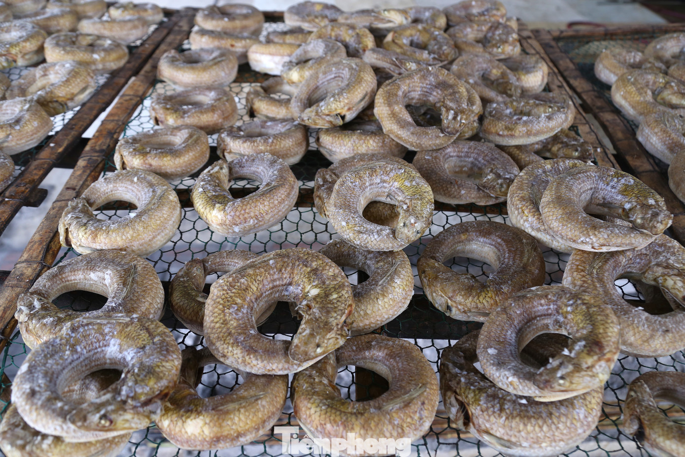 Thời điểm này, người dân làng chài Nghi Thủy (thành phố Vinh, Nghệ An) đang tất bật xông đặc sản cá thửng. Mỗi ngày, có hộ chế biến từ 3-5 tạ cá để kịp cung ứng cho thị trường Tết.