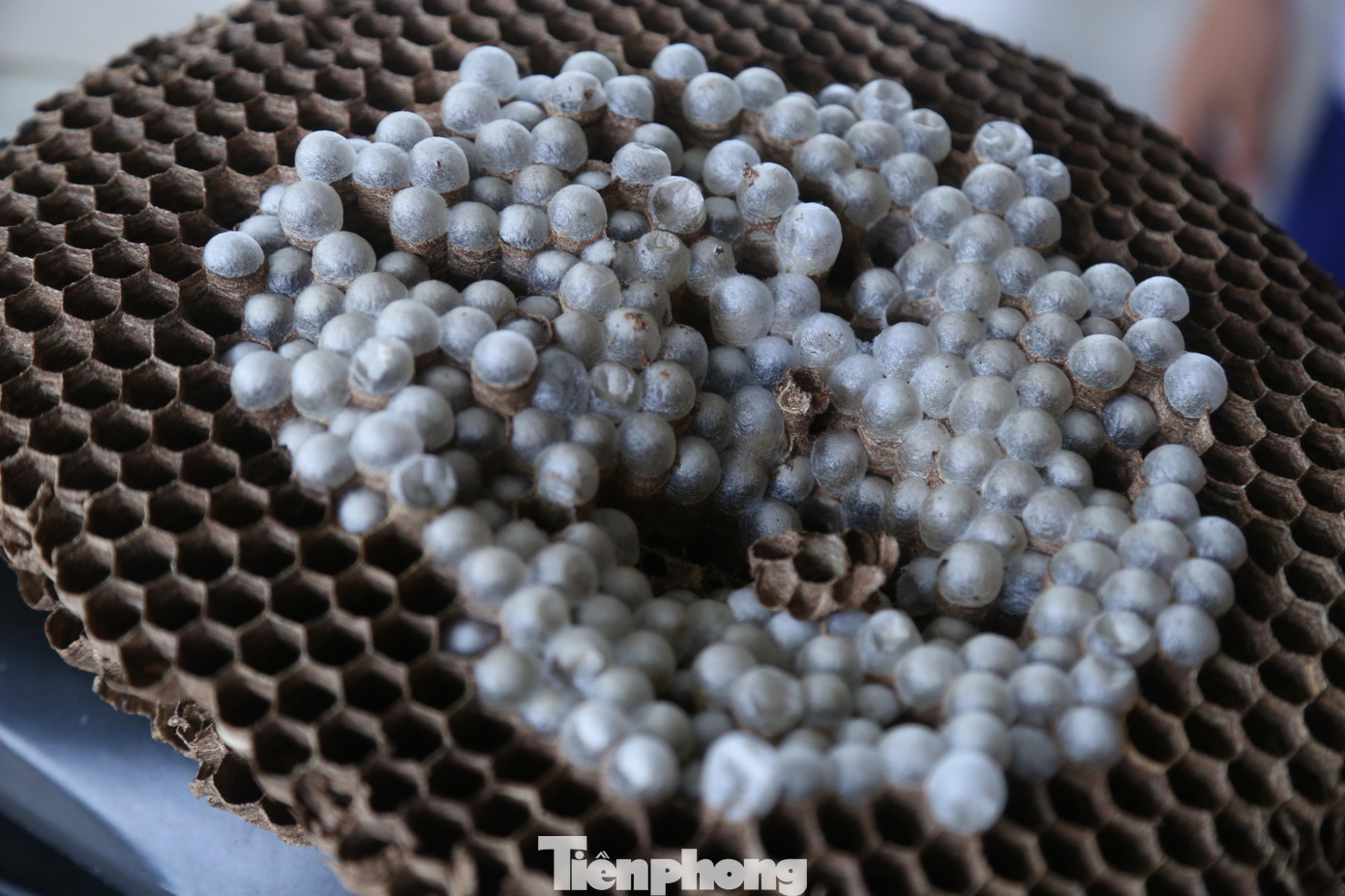 Nghề nuôi ong vò vẽ rất nguy hiểm nhưng mang lại hiệu quả kinh tế cao. Trung bình một tổ ong nuôi trong vòng 3 tháng sẽ cho thu hoạch từ 3-4 kg nhộng với giá bán ra thị trường khoảng 150.000-200.000 đồng/kg. Nghề nuôi ong vò vẽ rất nguy hiểm nhưng mang lại hiệu quả kinh tế cao. Trung bình một tổ ong nuôi trong vòng 3 tháng sẽ cho thu hoạch từ 3-4 kg nhộng với giá bán ra thị trường khoảng 150.000-200.000 đồng/kg.