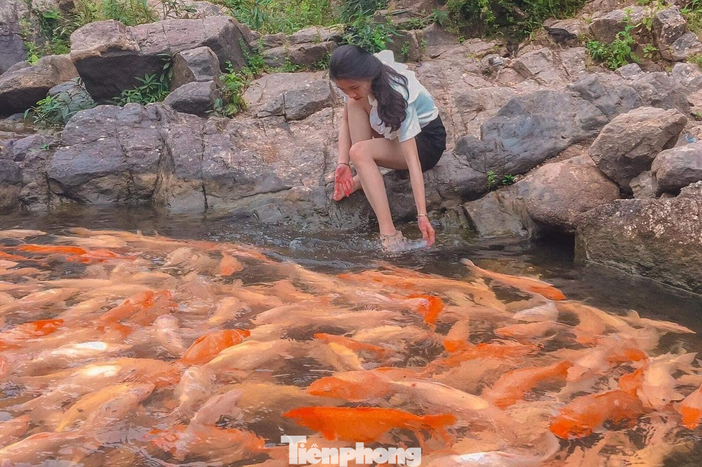 Những con cá này khi bơi thân của nó có thể phát sáng trong làn nước trong vắt.