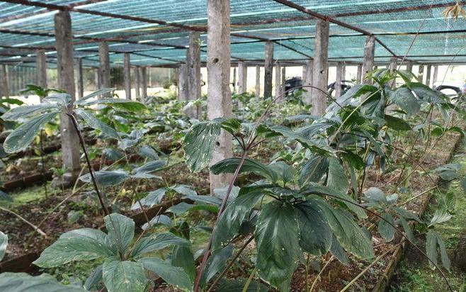 Cây sâm 7 lá 1 hoa đang phát triển tốt trong vườn trồng của công ty dược Mường Lống.