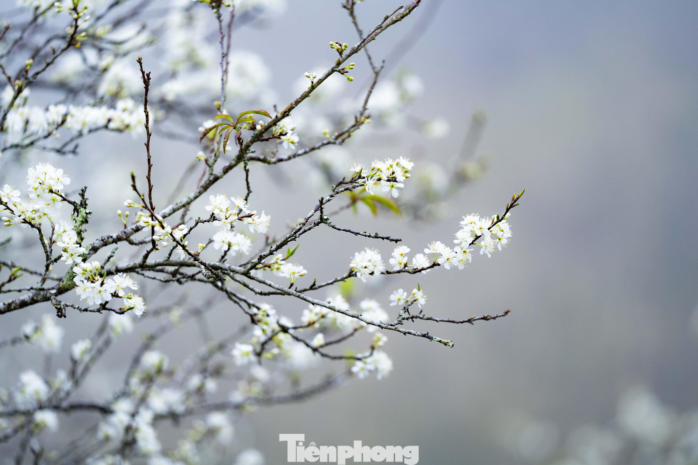 Hoa mận nở thành nhiều lớp đan xen nhau, kéo dài qua Tết Nguyên đán. Khi những lớp hoa này rụng thì trái sẽ phát triển.