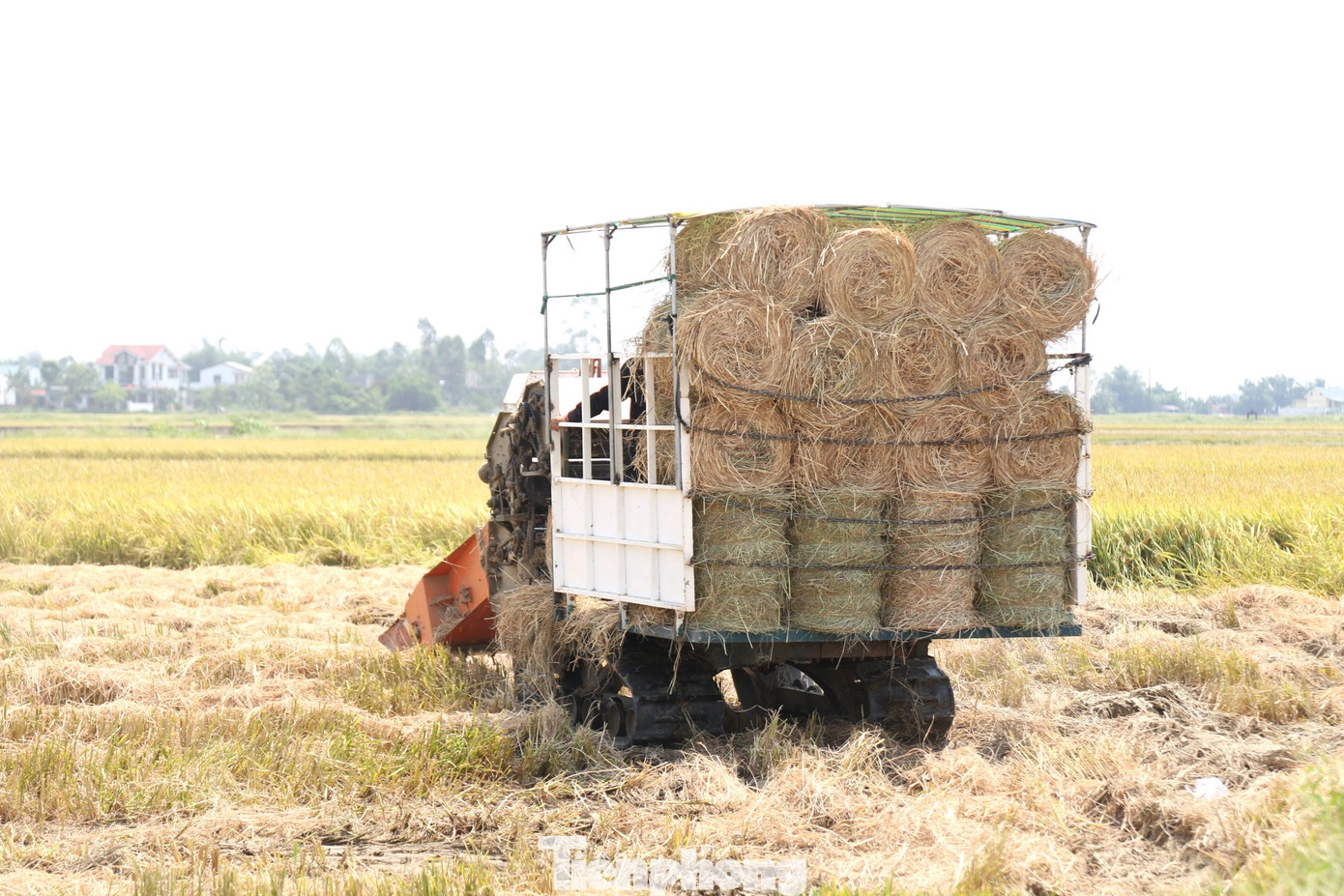 Rơm được bó thành các cuộn tròn.