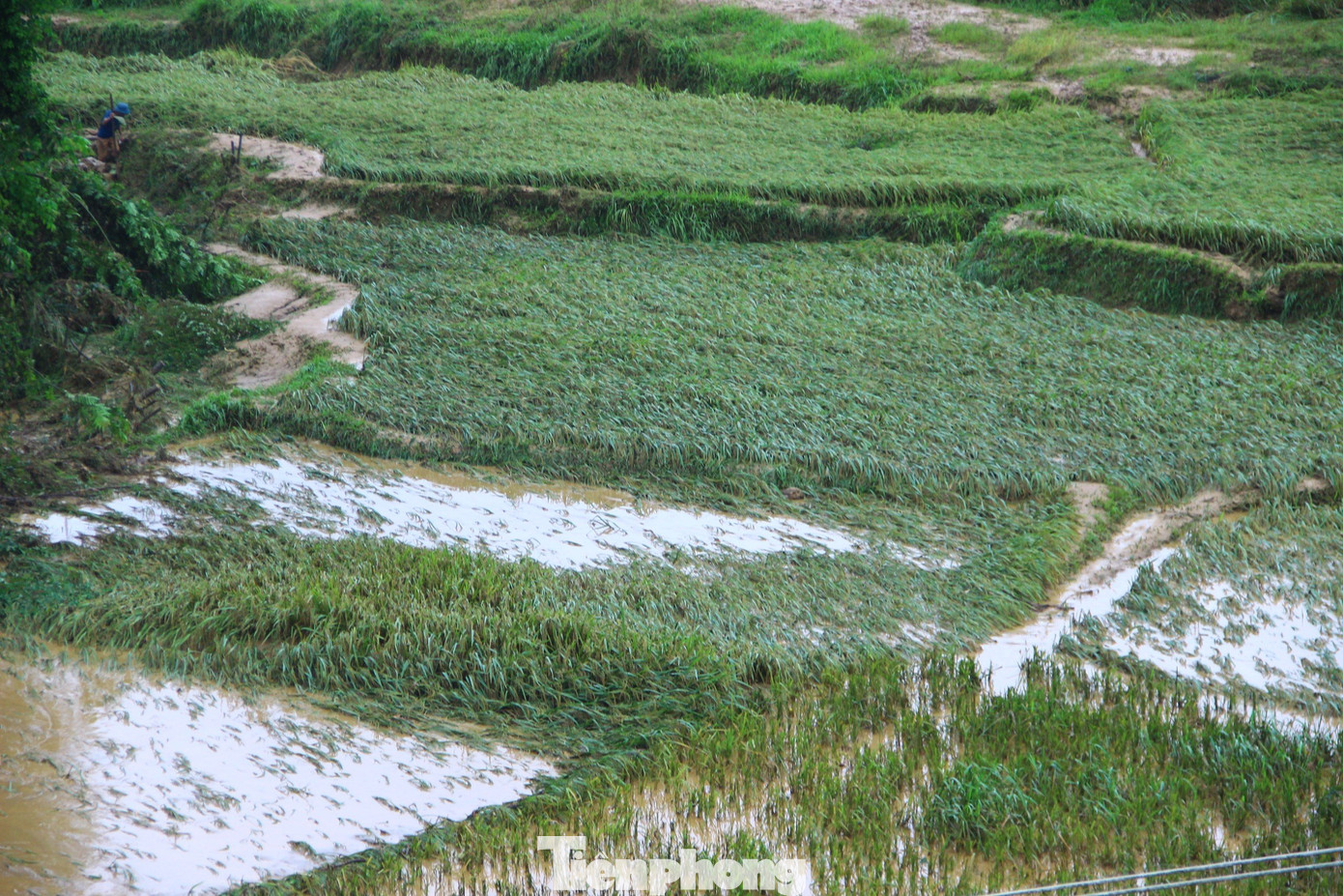 Gần 500 ha cây trồng trên địa bàn huyện chìm trong nước, đổ ngã.