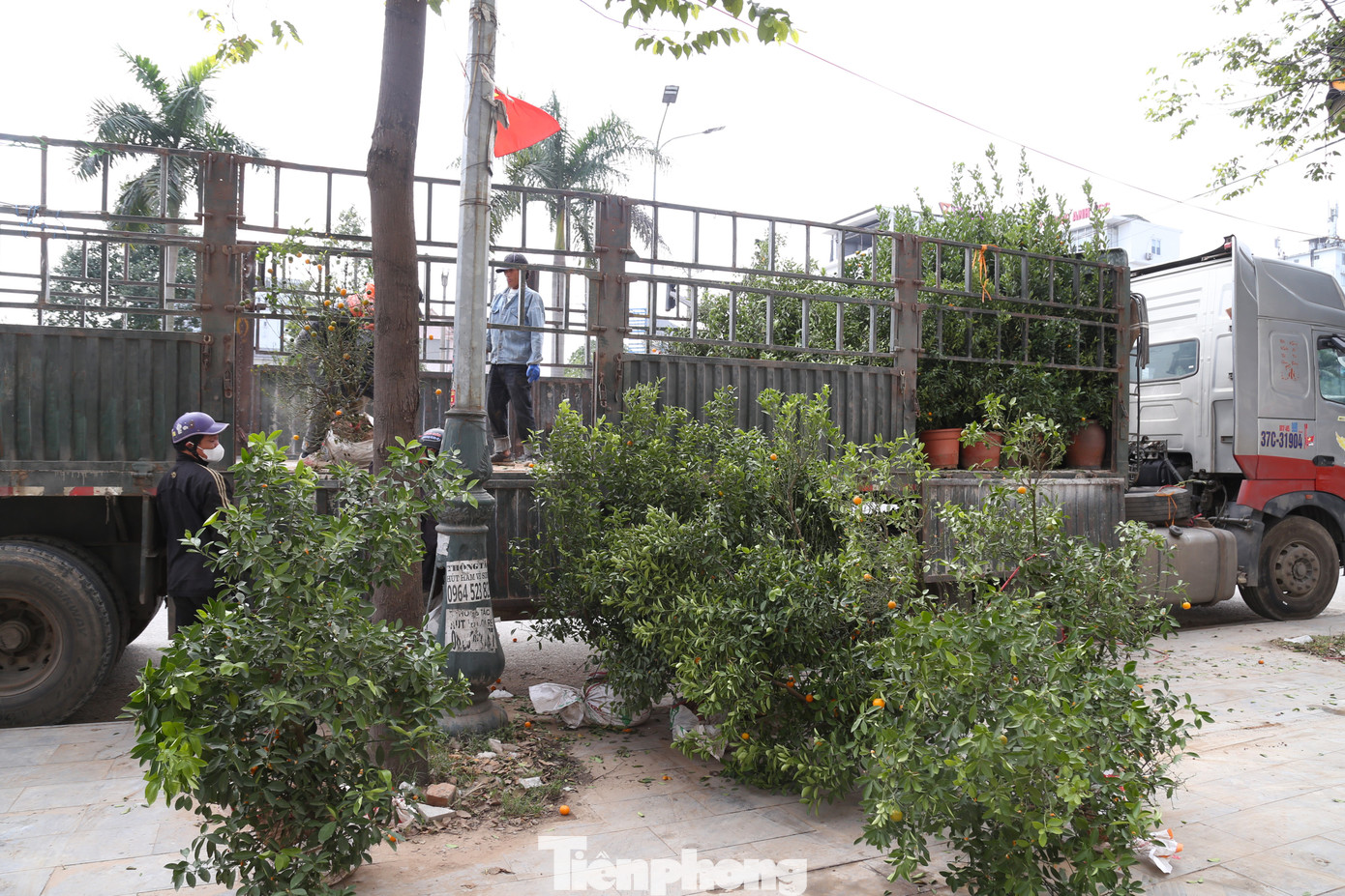 Những gốc quất được thanh lý giá rẻ vẫn không có người mua, tiểu thương phải thuê xe chở về lại Hưng Yên.