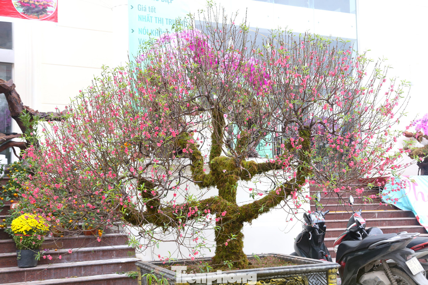 Cây đào có rất nhiều cành, hoa và chi chít nụ.