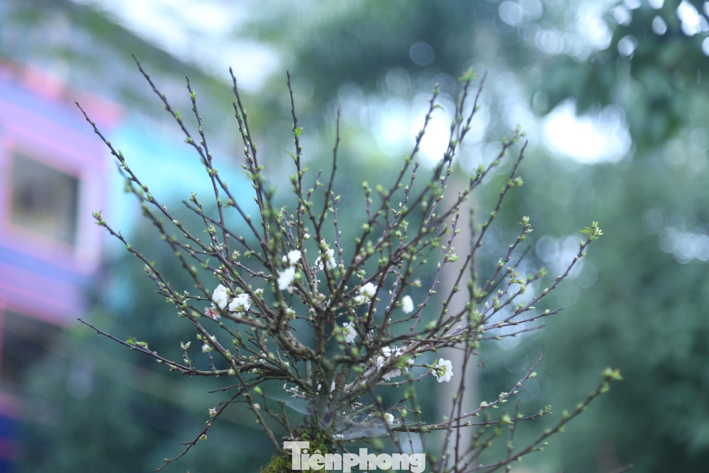 Những cây mai đá Sa Pa rêu phủ toàn thân, nụ mọc kín cành.