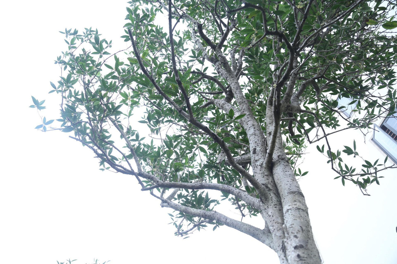 Chủ nhân cây quý còn chỉ cách phân biệt: mộc hương Việt Nam lá thon nhỏ, dài, bên ngoài có hình răng cưa; trong khi đó, mộc hương Trung Quốc lá to, mùi hoa không thơm bằng. Còn lại, thân và hoa thì gần như tương đương nhau. Giá tiền của hai loại mộc hương có sự chênh lệch. Nếu cây cảnh mộc hương có cùng một kích cỡ, mộc hương Việt Nam có giá hàng tỷ đồng thì mộc hương Trung Quốc có giá chưa đến một nửa.