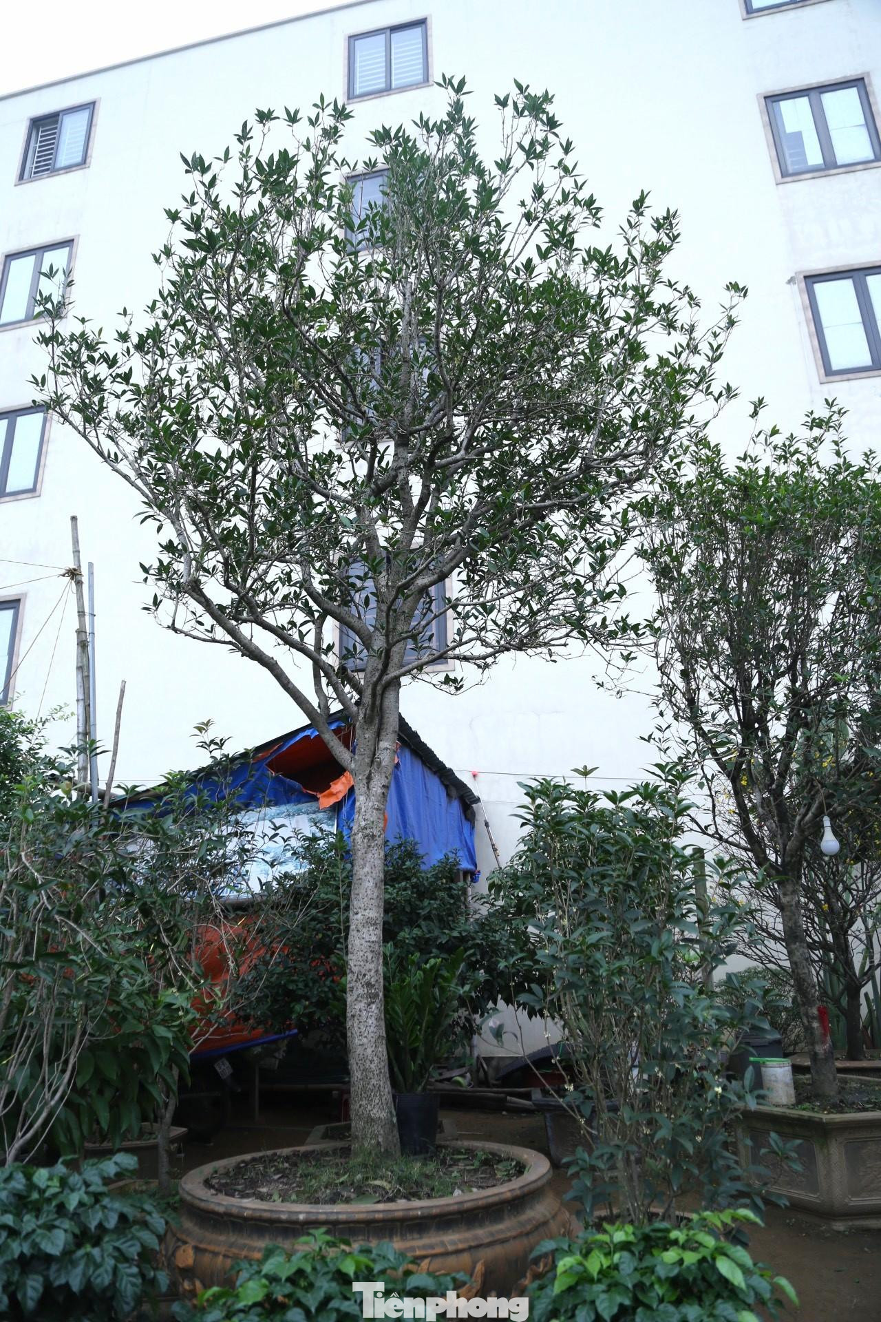 Cây mộc hương này có dáng trực, thân cao 1,8m, đường kính 20cm, chu vi ở điểm thân to nhất là 65cm. Đặc điểm loài mộc hương thường là cây bụi, có nhiều nhánh. Vì thế để có một cây cảnh mộc hương thân gỗ cao, tán đều đẹp như cây mộc hương này là rất hiếm. Đặc biệt cây cảnh này chưa có sự tác động, uốn nắn của con người mà hoàn toàn phát triển thuận theo tự nhiên.