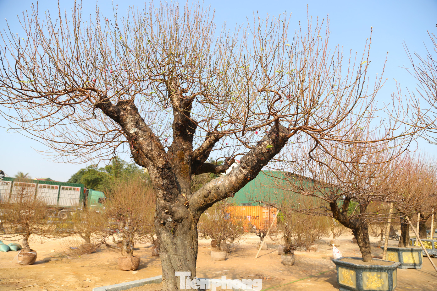 Tùy vào hình dáng, kích cỡ, tuổi thọ... mà các gốc đào có giá trị khác nhau, dao động từ 20-60 triệu đồng, cá biệt có những gốc trên trăm triệu.