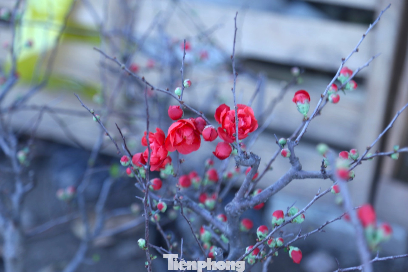 Theo quan niệm của những người chơi hoa thì màu đỏ thắm của hoa mai tượng trưng cho sự may mắn, ước vọng bình yên, đẩy lùi mọi điều bất hạnh đến với gia chủ.