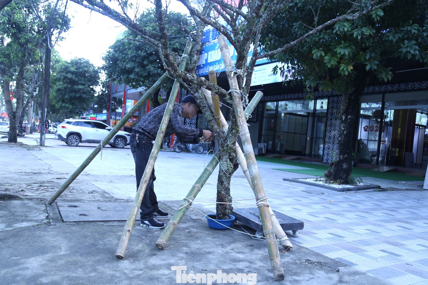 Để giữ thăng bằng cho cành đào 'khủng' này, những người bán phải chằng chống rất cẩn thận