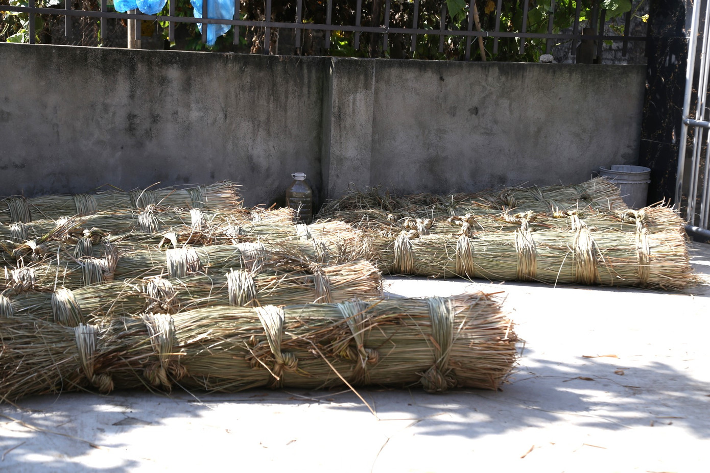 Sau đó, cói sẽ được phơi khô, buộc thành từng bó để làm chiếu hoặc nhập bán cho thương lái.
